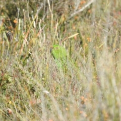 Pezoporus wallicus (Ground Parrot) at Ben Boyd National Park - 17 Sep 2019 by RyuCallaway