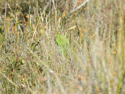 Pezoporus wallicus (Ground Parrot) at Green Cape, NSW - 17 Sep 2019 by ArcherCallaway