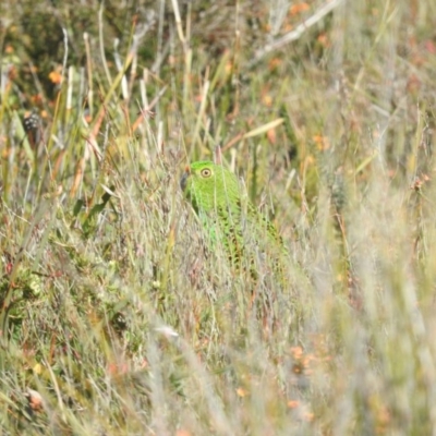 Pezoporus wallicus (Ground Parrot) at Green Cape, NSW - 17 Sep 2019 by ArcherCallaway