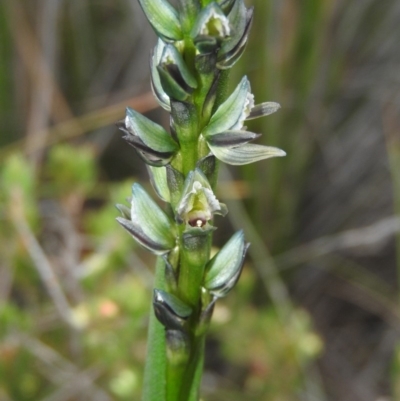 Prasophyllum elatum (Tall Leek Orchid) at Ben Boyd National Park - 18 Sep 2019 by RyuCallaway