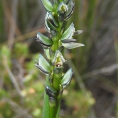 Prasophyllum elatum (Tall Leek Orchid) at Green Cape, NSW - 18 Sep 2019 by RyuCallaway