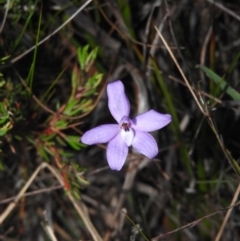 Glossodia minor (Small Wax-lip Orchid) at Ben Boyd National Park - 19 Sep 2019 by ArcherCallaway