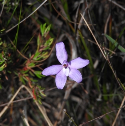 Glossodia minor (Small Wax-lip Orchid) at Green Cape, NSW - 19 Sep 2019 by ArcherCallaway