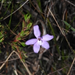 Glossodia minor (Small Wax-lip Orchid) at Ben Boyd National Park - 19 Sep 2019 by RyuCallaway