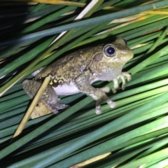 Litoria peronii (Peron's Tree Frog, Emerald Spotted Tree Frog) at Depot Beach Bushcare - 21 Sep 2019 by AndrewCB