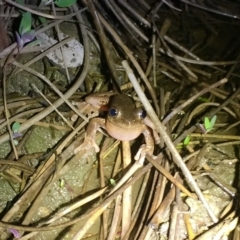 Litoria peronii at Depot Beach, NSW - 21 Sep 2019 08:25 PM