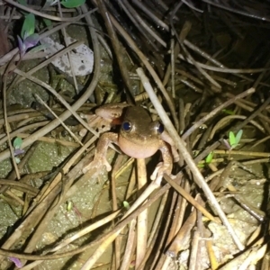 Litoria peronii at Depot Beach, NSW - 21 Sep 2019 08:25 PM