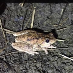 Litoria peronii at Depot Beach, NSW - 21 Sep 2019 08:25 PM