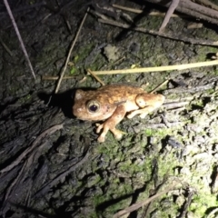 Litoria peronii at Depot Beach, NSW - 21 Sep 2019