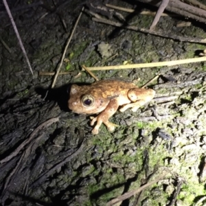 Litoria peronii at Depot Beach, NSW - 21 Sep 2019 08:25 PM