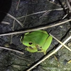 Litoria nudidigita at Depot Beach, NSW - 21 Sep 2019 08:20 PM