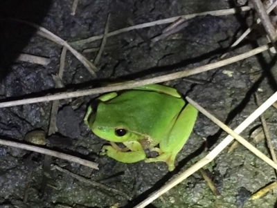 Litoria nudidigita (Narrow-fringed Tree-frog) at Depot Beach, NSW - 21 Sep 2019 by AndrewCB