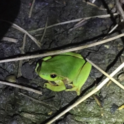 Litoria nudidigita (Narrow-fringed Tree-frog) at Depot Beach, NSW - 21 Sep 2019 by AndrewCB