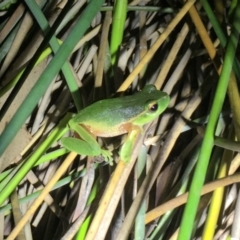 Litoria nudidigita at Depot Beach, NSW - 21 Sep 2019 08:20 PM