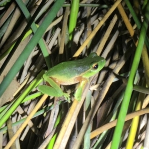 Litoria nudidigita at Depot Beach, NSW - 21 Sep 2019