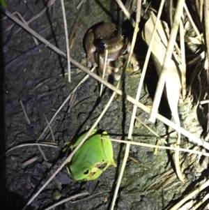 Litoria nudidigita at Depot Beach, NSW - 21 Sep 2019 08:20 PM