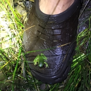 Litoria nudidigita at Depot Beach, NSW - 21 Sep 2019