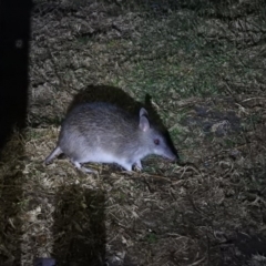 Perameles nasuta (Long-nosed Bandicoot) at Green Cape, NSW - 19 Sep 2019 by ArcherCallaway