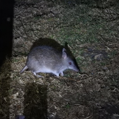 Perameles nasuta (Long-nosed Bandicoot) at Ben Boyd National Park - 19 Sep 2019 by RyuCallaway