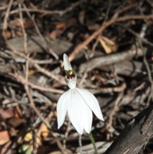 Caladenia catenata at Green Cape, NSW - suppressed