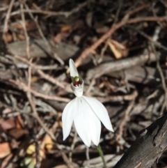 Caladenia catenata (White Fingers) at Green Cape, NSW - 18 Sep 2019 by RyuCallaway