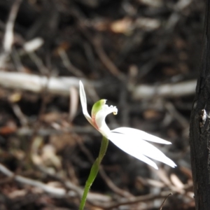 Caladenia catenata at Green Cape, NSW - suppressed