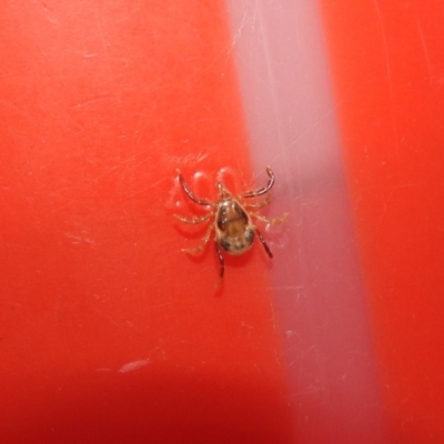 Ixodes holocyclus (Paralysis Tick) at Ben Boyd National Park - 18 Sep 2019 by RyuCallaway