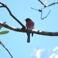 Petroica rosea (Rose Robin) at Ben Boyd National Park - 18 Sep 2019 by RyuCallaway