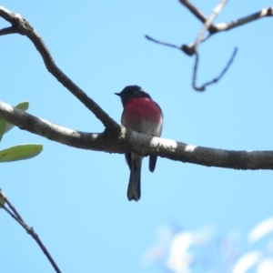 Petroica rosea at Green Cape, NSW - 18 Sep 2019 10:17 AM