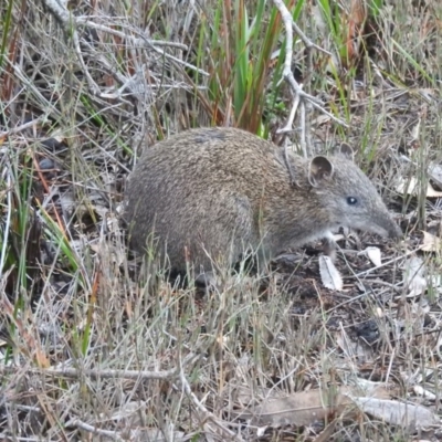 Isoodon obesulus obesulus (Southern Brown Bandicoot) at Green Cape, NSW - 17 Sep 2019 by RyuCallaway