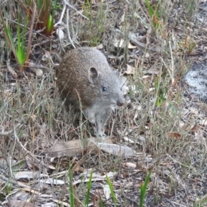 Isoodon obesulus obesulus at Green Cape, NSW - 17 Sep 2019 11:51 AM
