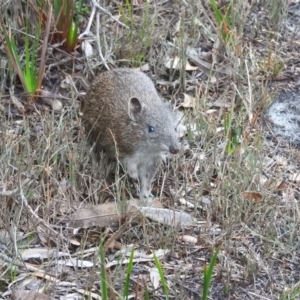 Isoodon obesulus obesulus at Green Cape, NSW - 17 Sep 2019