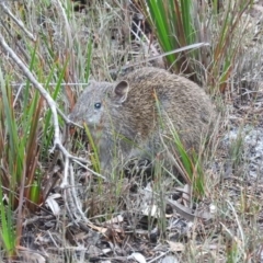 Isoodon obesulus obesulus at Green Cape, NSW - 17 Sep 2019 11:51 AM