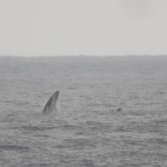 Megaptera novaeangliae (Humpback Whale) at Ben Boyd National Park - 16 Sep 2019 by RyuCallaway