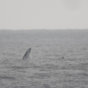 Megaptera novaeangliae at Green Cape, NSW - 17 Sep 2019 06:58 AM