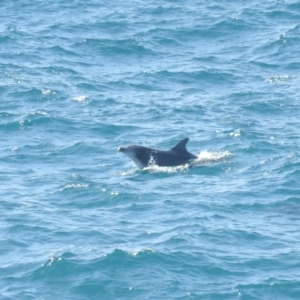 Tursiops truncatus at Ben Boyd National Park - 19 Sep 2019