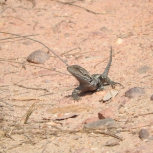 Amphibolurus muricatus at Green Cape, NSW - 19 Sep 2019