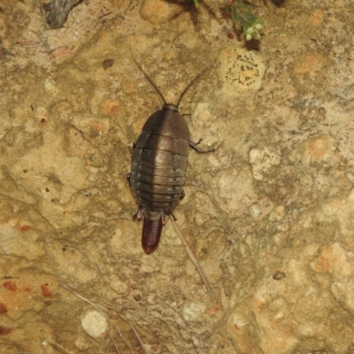 Polyzosteria aenea (Pink-tailed heath cockroach) at Ben Boyd National Park - 18 Sep 2019 by RyuCallaway