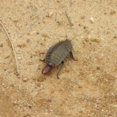 Polyzosteria aenea at Green Cape, NSW - 19 Sep 2019 09:37 AM