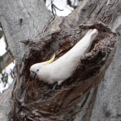 Cacatua galerita (Sulphur-crested Cockatoo) at Red Hill to Yarralumla Creek - 23 Sep 2019 by JackyF