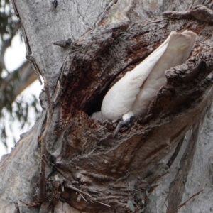 Cacatua galerita at Hughes, ACT - 23 Sep 2019 10:11 AM