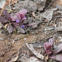 Ajuga australis (Austral Bugle) at Gundaroo, NSW - 18 Sep 2019 by Gunyijan