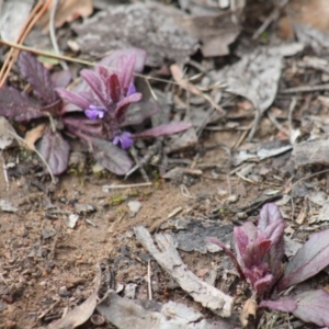 Ajuga australis at Gundaroo, NSW - 18 Sep 2019