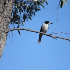 Cracticus torquatus (Grey Butcherbird) at Gundaroo, NSW - 15 Sep 2019 by Gunyijan