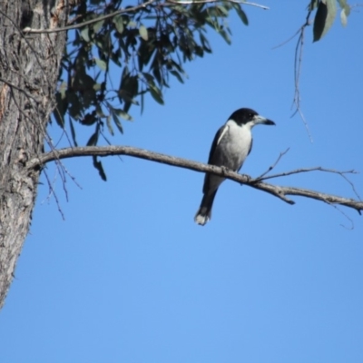 Cracticus torquatus (Grey Butcherbird) at Gundaroo, NSW - 15 Sep 2019 by Gunyijan