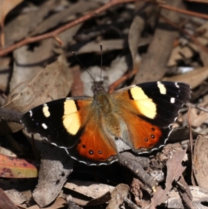 Vanessa itea at Majura, ACT - 22 Sep 2019