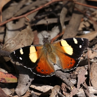 Vanessa itea (Yellow Admiral) at Mount Ainslie - 22 Sep 2019 by jb2602