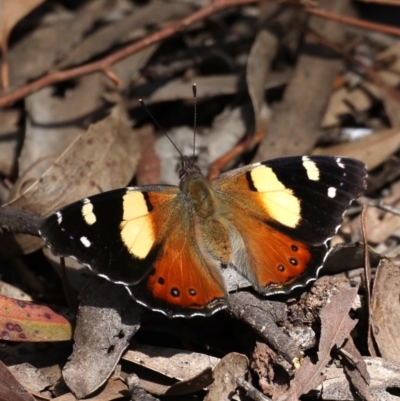 Vanessa itea (Yellow Admiral) at Majura, ACT - 22 Sep 2019 by jb2602