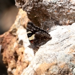 Vanessa itea at Majura, ACT - 22 Sep 2019