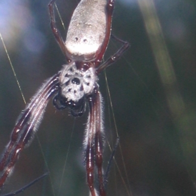 Trichonephila edulis (Golden orb weaver) at Gundaroo, NSW - 22 Mar 2008 by Gunyijan